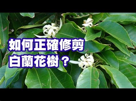 金玉蘭花種植|金玉蘭的栽培技術